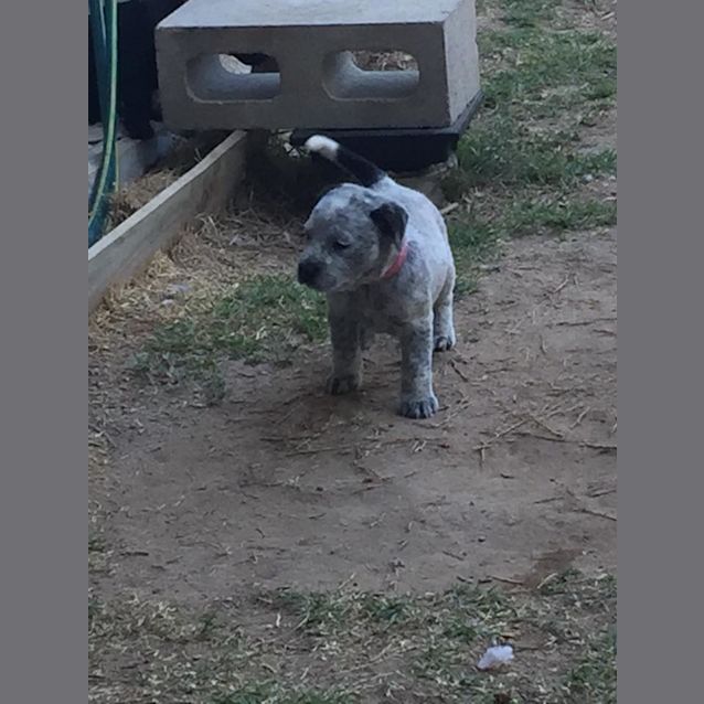 Photo of Penny 