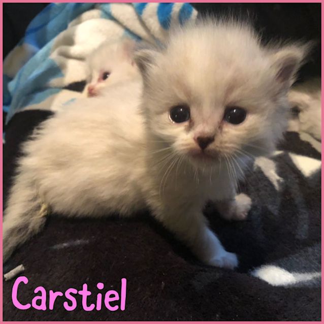Photo of Carsteil