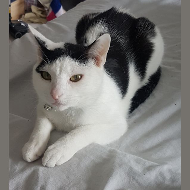 Photo of Domino 🐞