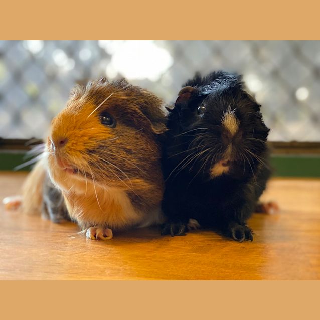 Photo of Spike & Mumma Pig