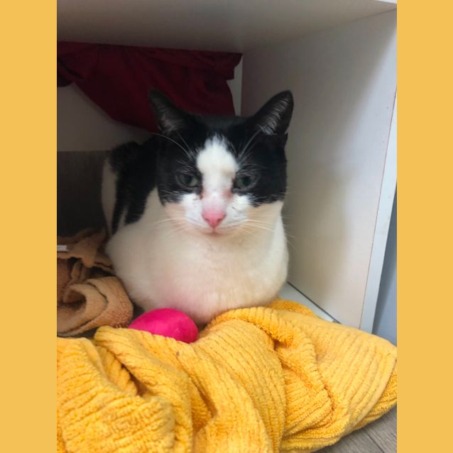 Photo of Ryder    Meet Me In Cat Lounge/Neko Hq Preston