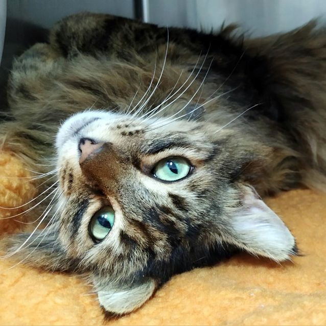 Photo of Hercules