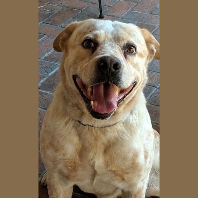 Photo of Buddy