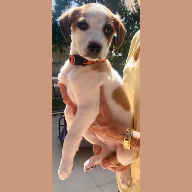 Photo of Barney