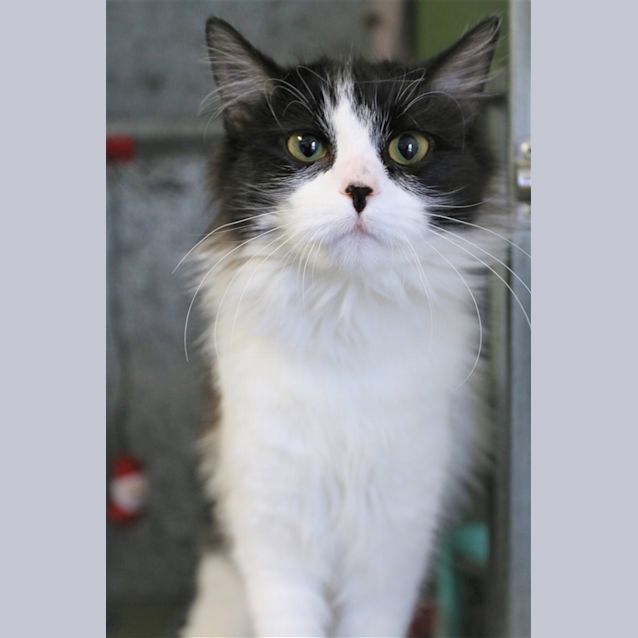 Photo of Zelda