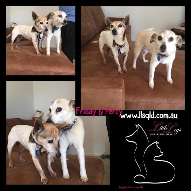 Photo of Friday / Percy