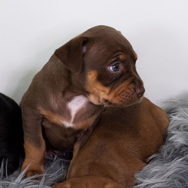 Photo of Charles ~ Staffy X Kelpie (On Trial 17/10/19)