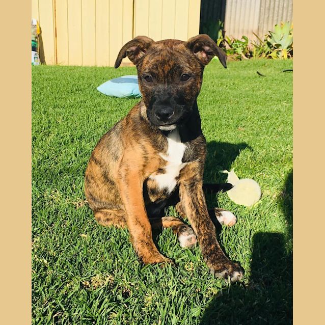 Photo of **On Trial** Stella