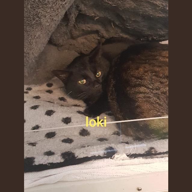 Photo of Loki