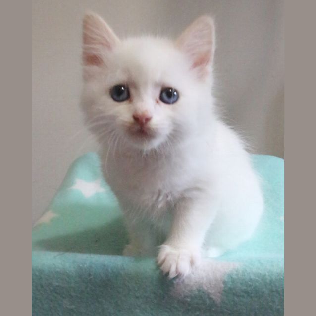 Photo of Finn 