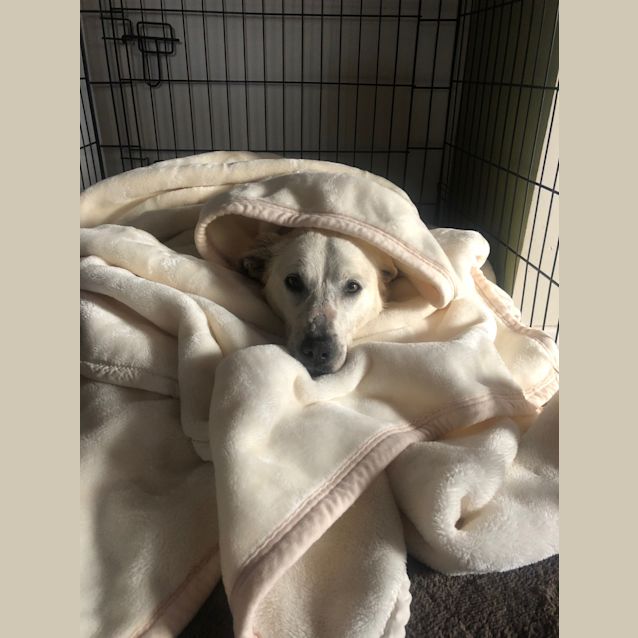 Photo of Jamie (Adoption Pending)