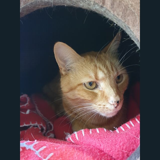 Photo of Ginger