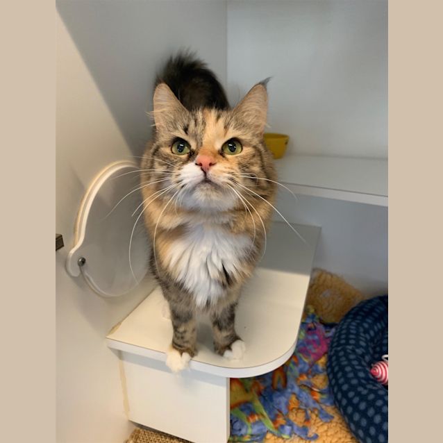 Photo of Piper