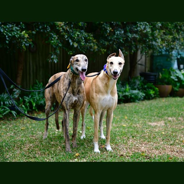 Photo of Piper And Frankie