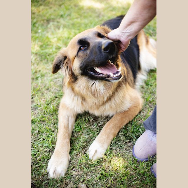 Photo of Benson ~ German Shepherd X (On Trial 12/10/19)