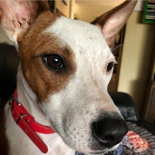 Photo of Misty