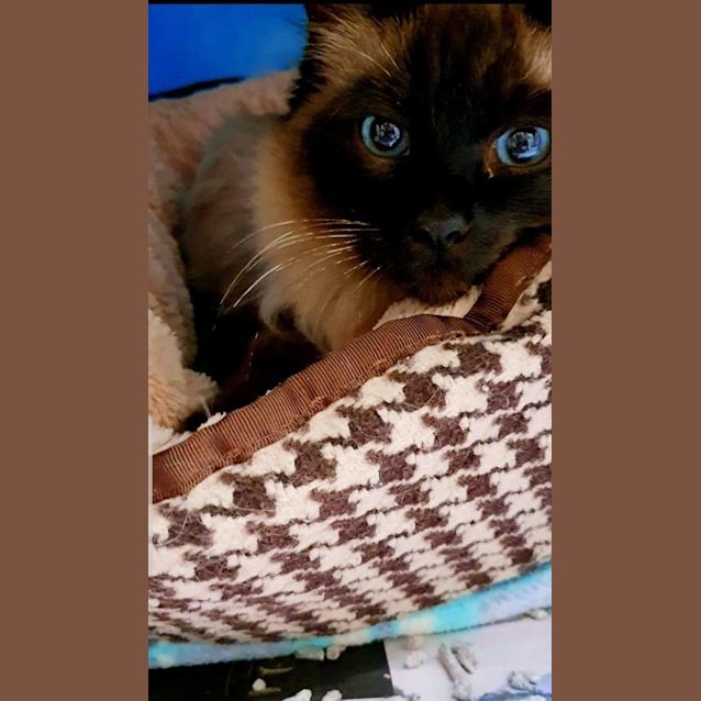 Photo of Ophelia