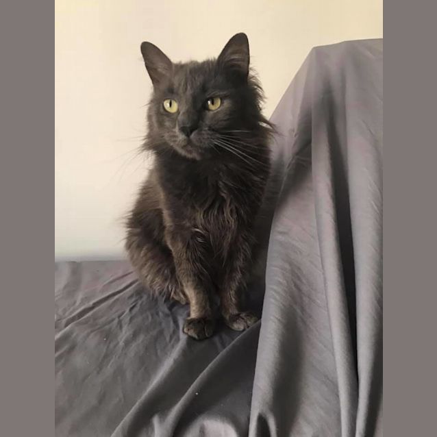 Photo of Rocco 