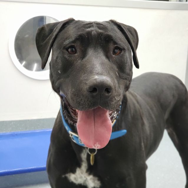 Photo of Gypsy