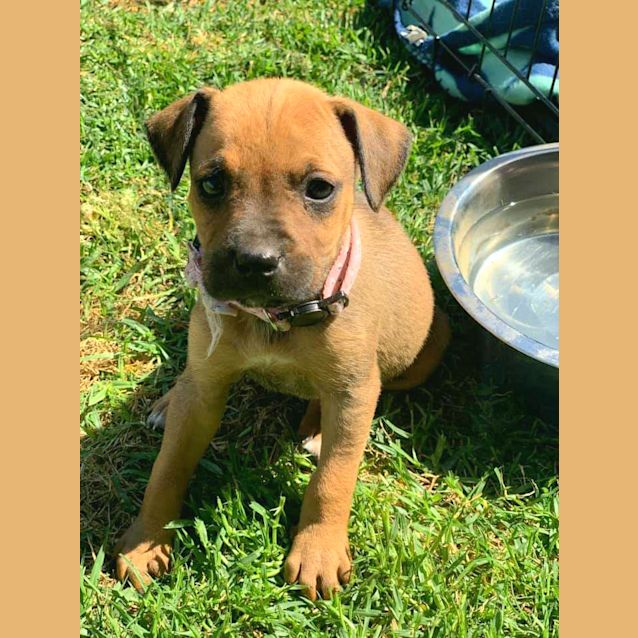 Photo of Octavia 🐕