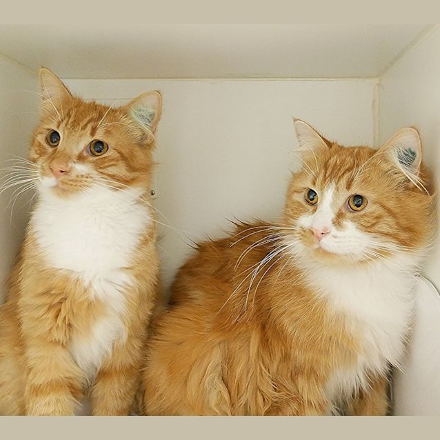 Photo of Simba & Coco Sua004322 Sua004321