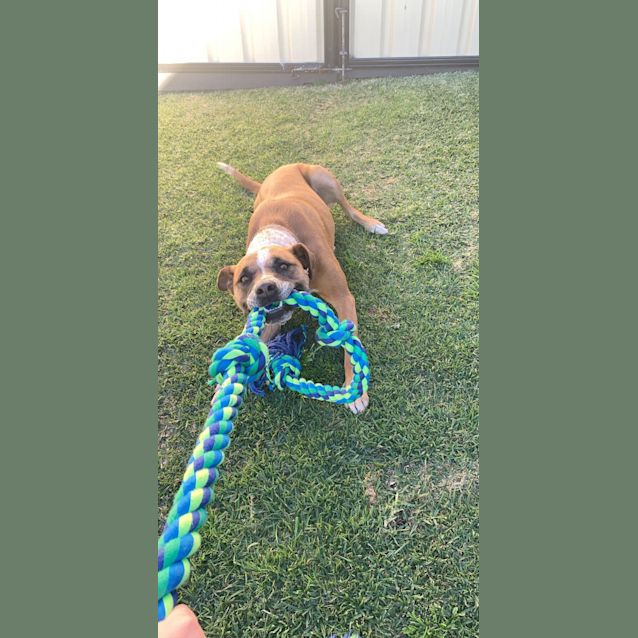 Photo of Ruby 