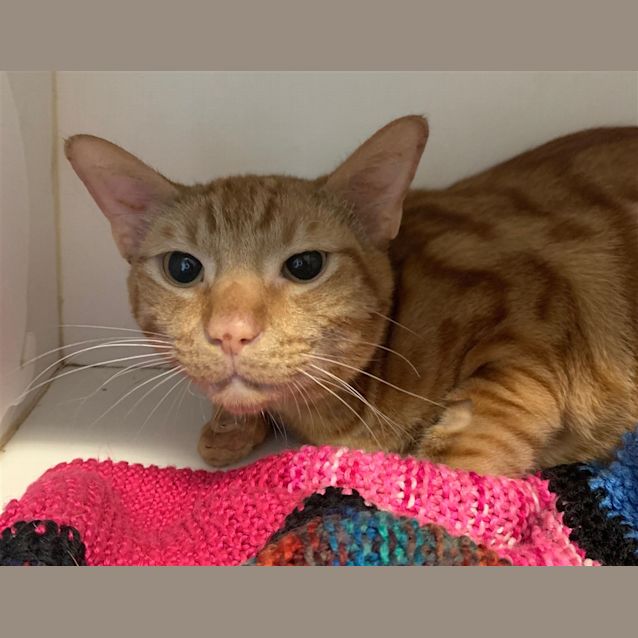 Photo of Marmalade