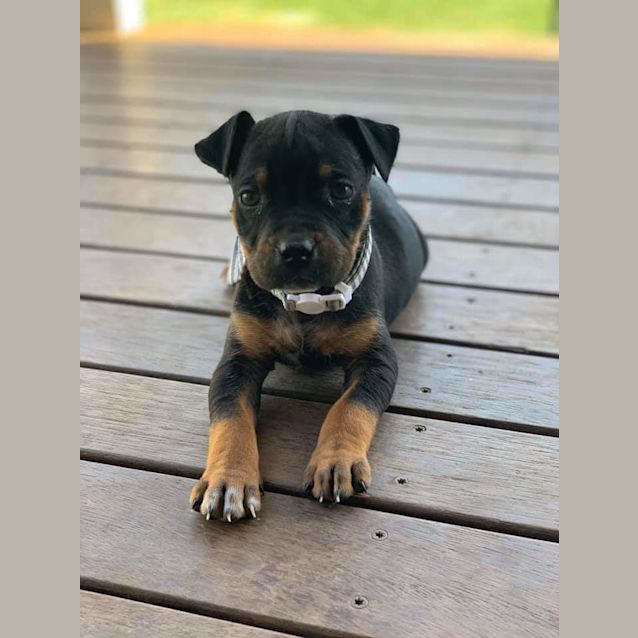 Photo of Bellamy 💙