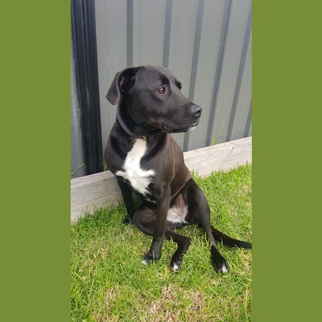 Photo of Harley
