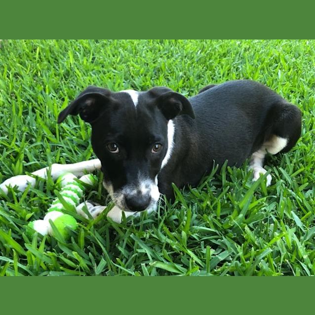 Photo of Laika
