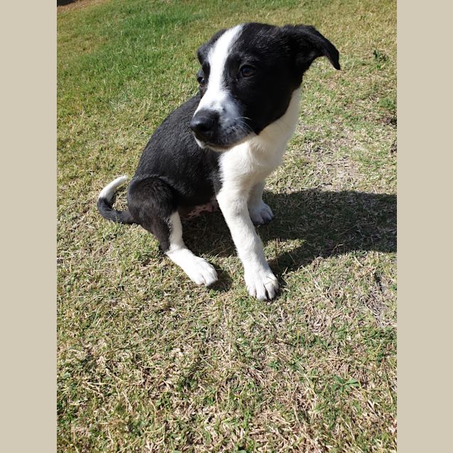 Photo of Zorro 