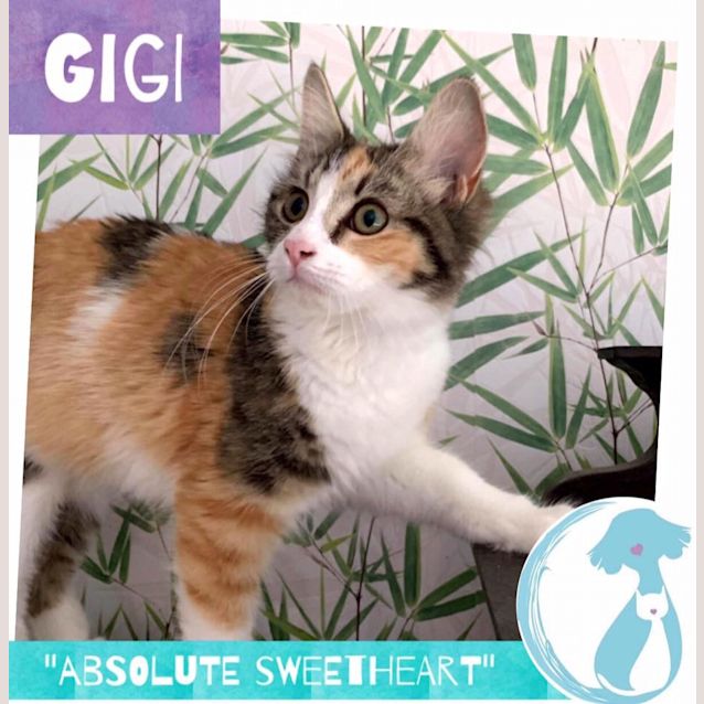 Photo of Gigi