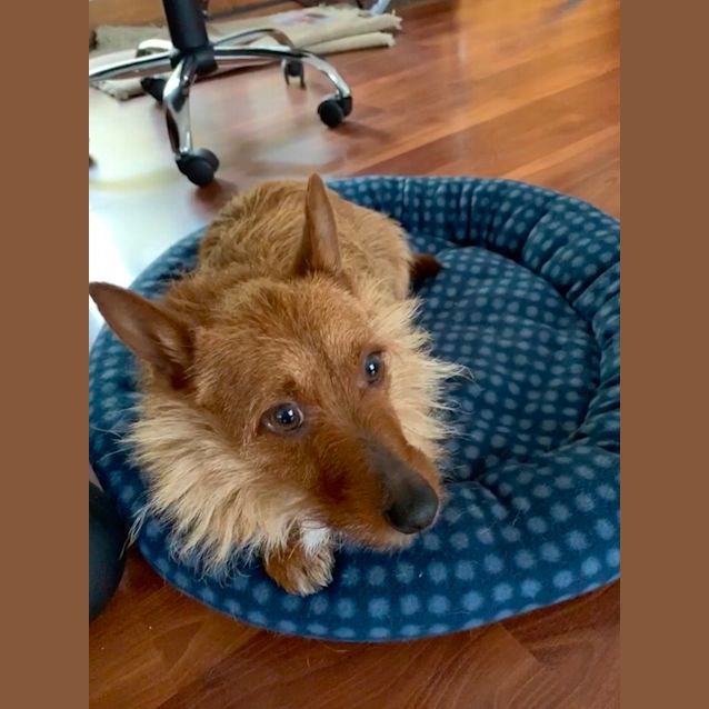 Photo of Tilly