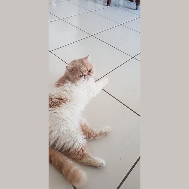 Photo of Shelby