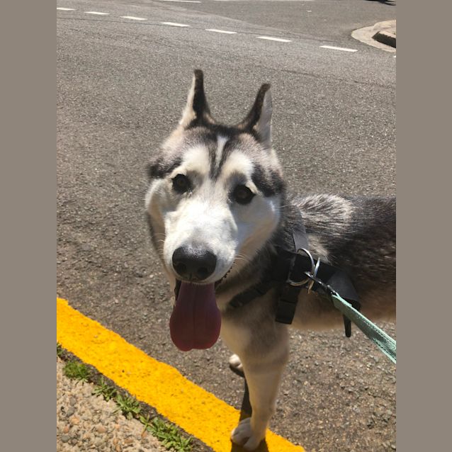 Photo of Luka **On Adoption Trial**