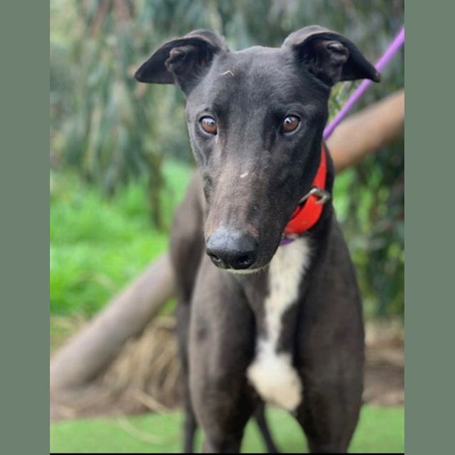 Photo of Sampson