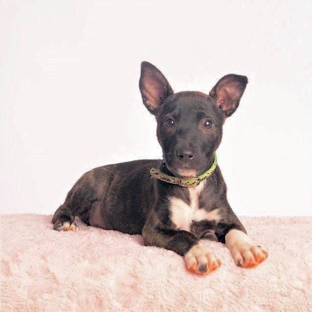 Photo of Abby