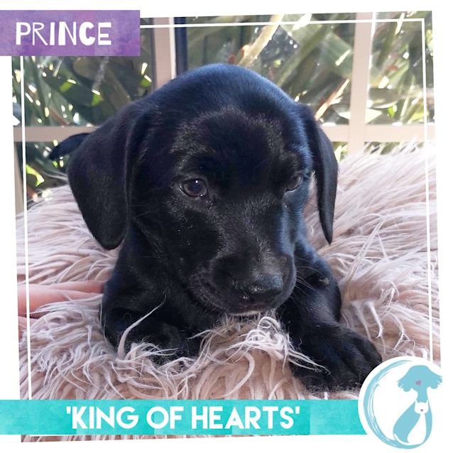 Photo of Prince