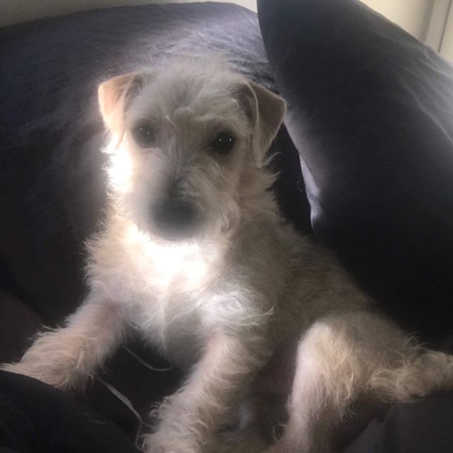 Photo of Ozzy 🇦🇺 🇦🇺