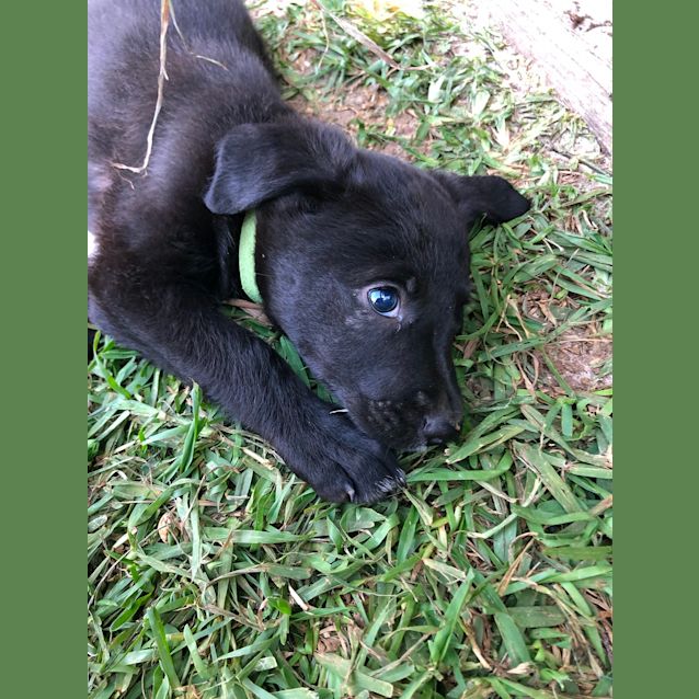 Photo of Gus 
