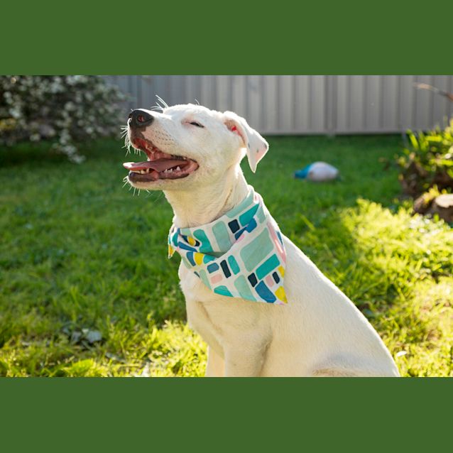 Photo of Bolt ~ Wolfy X Staffy X Mastiff (On Trial 8/12/19)
