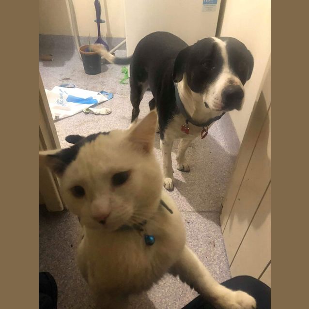 Photo of Spot