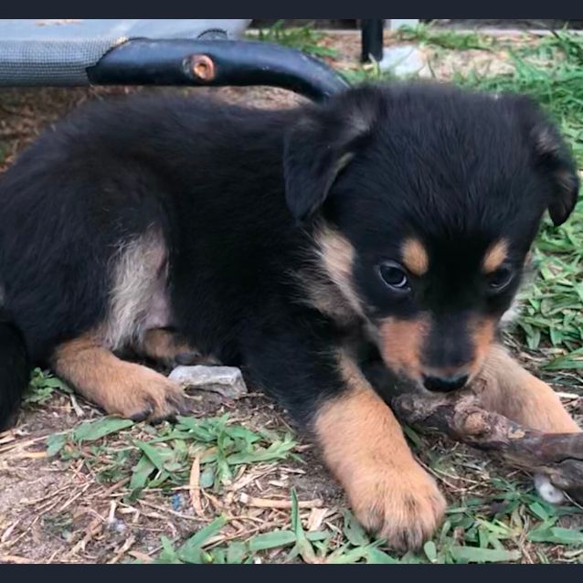 Photo of Gertie 