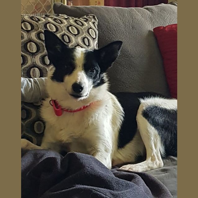 Photo of Lady