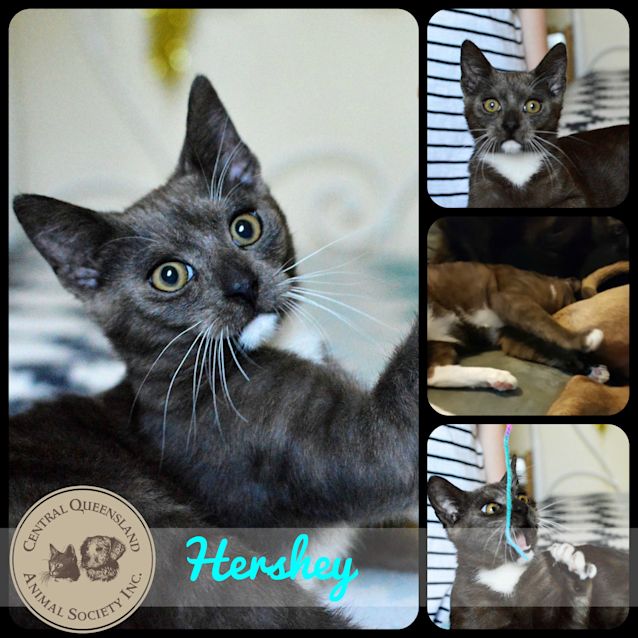Photo of Hershey