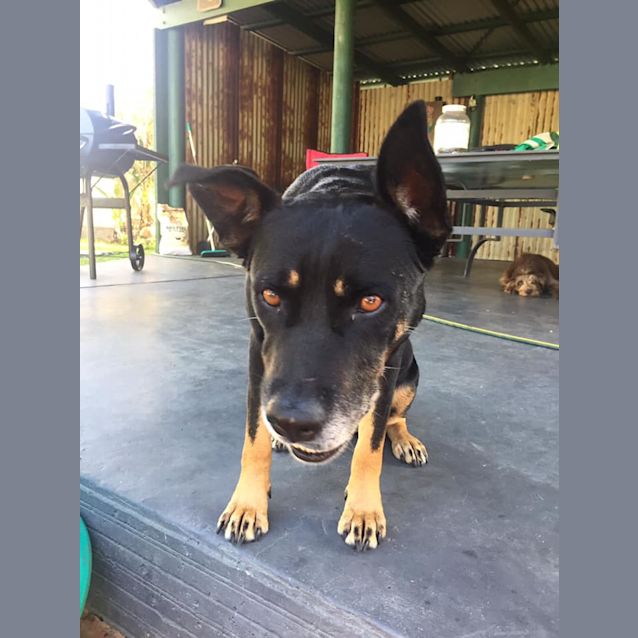 Photo of Roxy