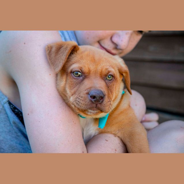 Photo of Lewy ~ Kelpie X Bc (On Trial 18/10/19)