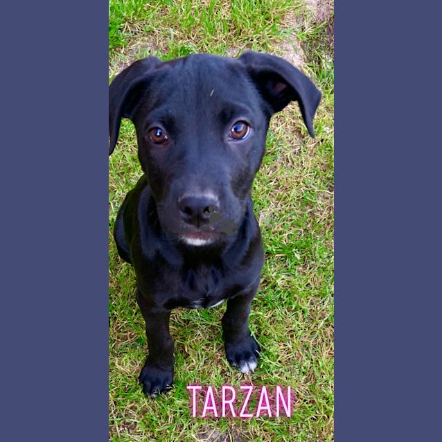 Photo of Tarzan 💕💕