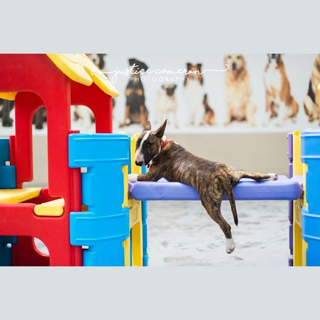 Photo of Flex   Foster Carer Needed