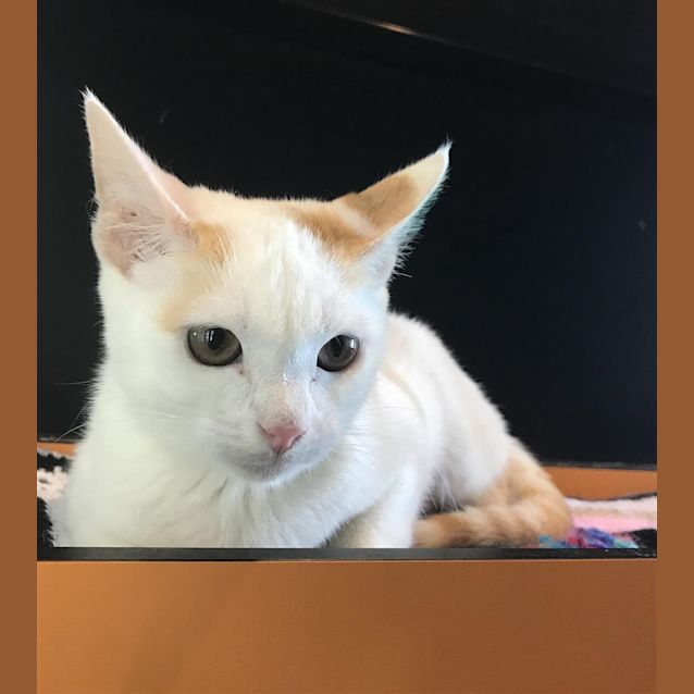 Photo of Mocha